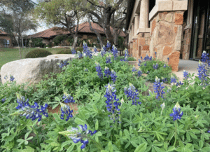 Bluebonnets!